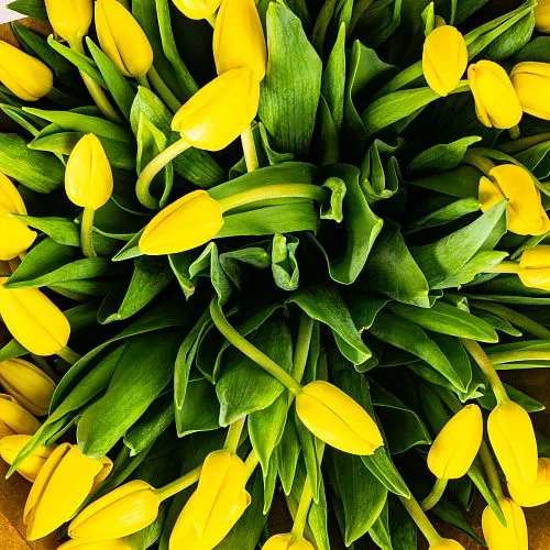 Фото 51 желтый тюльпан