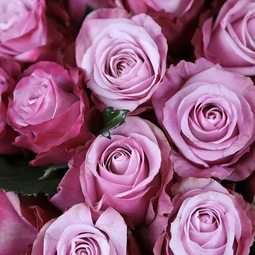 Фото Букет «Розы любви»