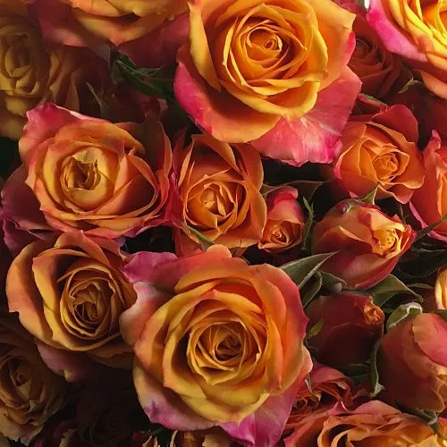 33 оранжевые кустовые розы фото №3 Фото 33 оранжевые кустовые розы