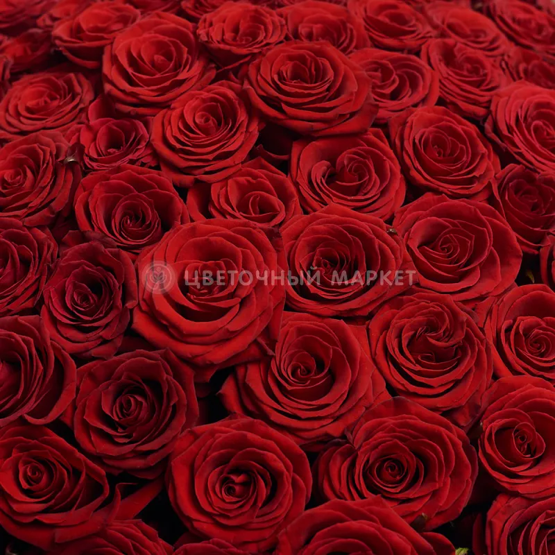 Фото 201 темно-красная роза (60 см)