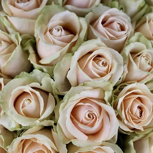 Букет из роз «Любовь и страсть» фото №4 Фото Букет из роз «Любовь и страсть»