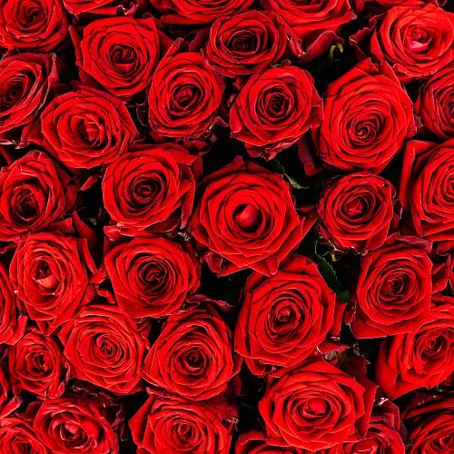 Фото 101 красная роза (50 см)