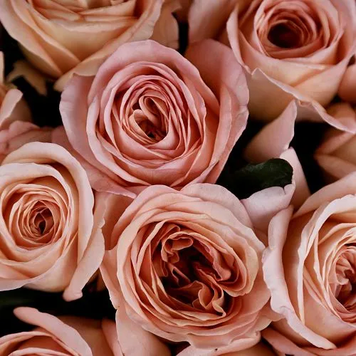 Букет из роз «Венера» фото №4 Фото Букет из роз «Венера»