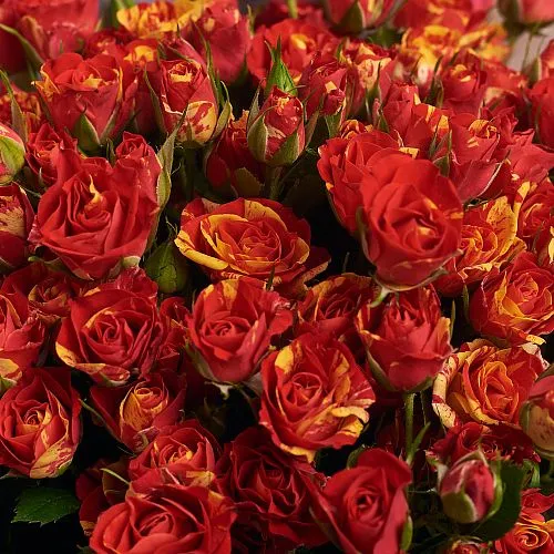 25 красно-желтых роз (50 см) фото №3 Фото 25 красно-желтых роз (50 см)