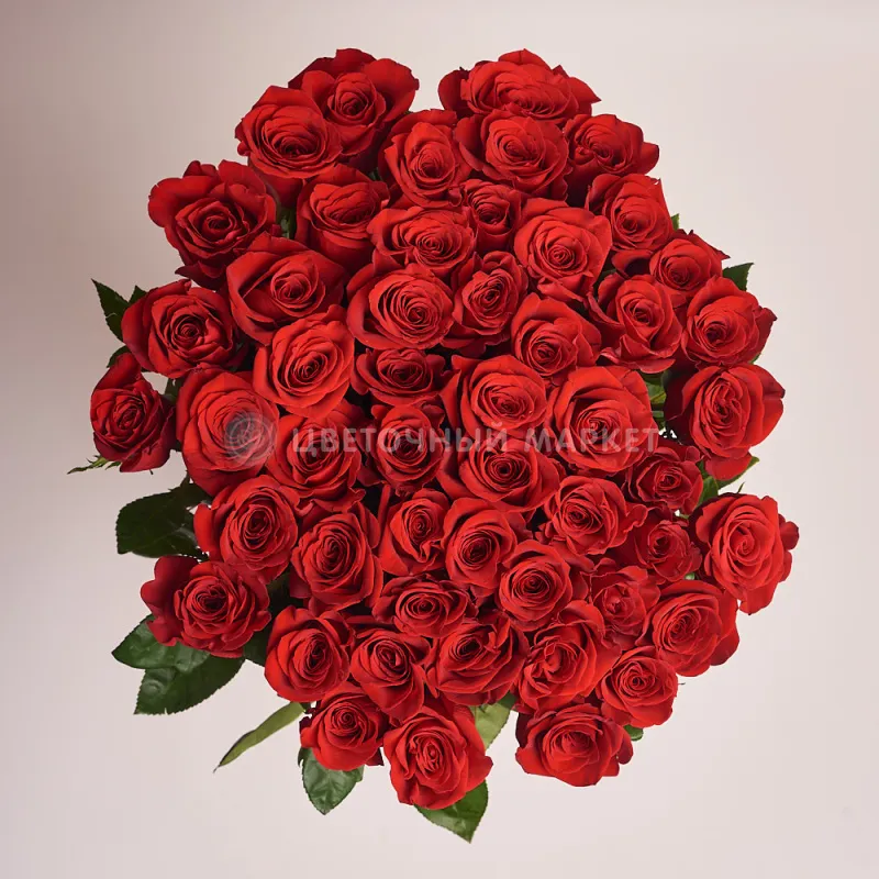 Фото 55 красных роз (60 см)