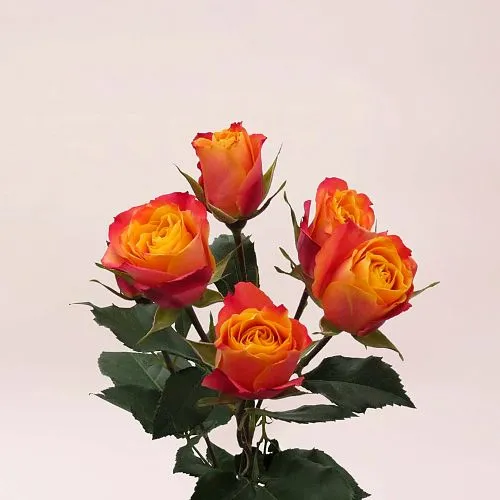 33 оранжевые кустовые розы фото №2 Фото 33 оранжевые кустовые розы