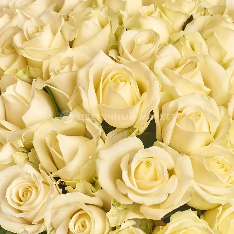 Букет из 51 белой розы фото №2 Фото Букет из 51 белой розы