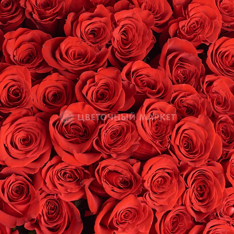 Фото 89 красных роз (60 см)