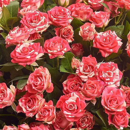 Букет из роз «Самой милой» фото №3 Фото Букет из роз «Самой милой»