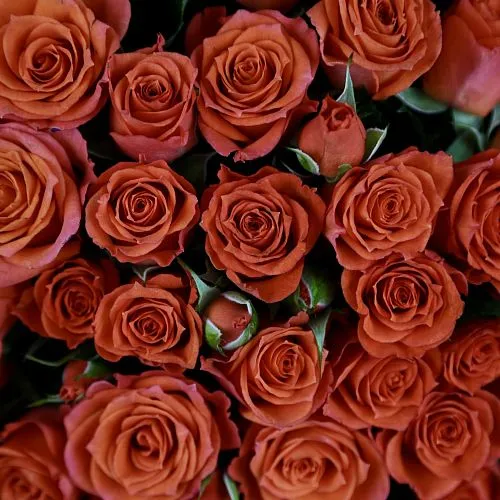 Букет из роз «Романтический вечер» фото №4 Фото Букет из роз «Романтический вечер»