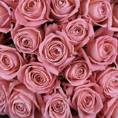 Букет из роз «Нежность лепестков» фото №4 Фото Букет из роз «Нежность лепестков»