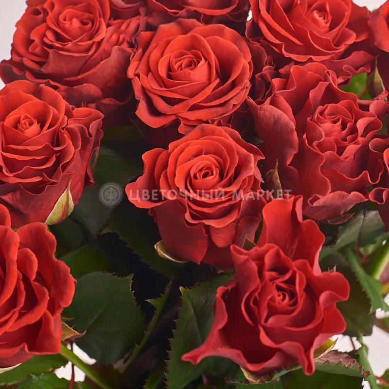 Фото Букет из 25 ярко-красных роз